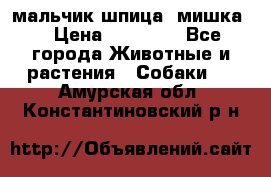 мальчик шпица (мишка) › Цена ­ 55 000 - Все города Животные и растения » Собаки   . Амурская обл.,Константиновский р-н